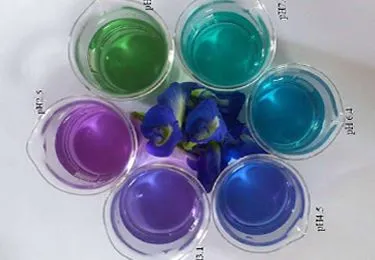 Butterfly pea flower dissolving color solution display