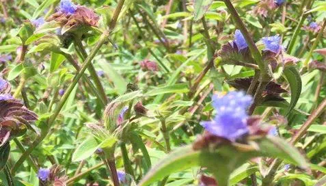 Af hverju Ecdysterone duft er svona unglegt?