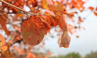 Hver er notkunin á Cotinus þykkni?